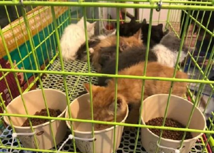 獲救貓狗已被收留待檢查。網圖