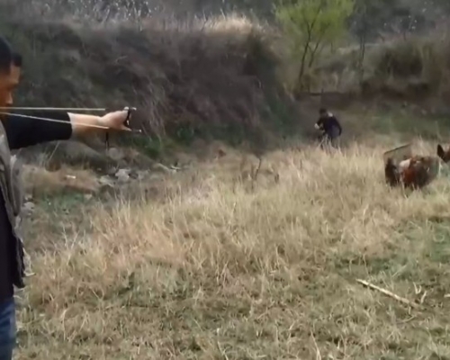 河南一桃園景區推出「彈弓射活雞」活動。(網圖)