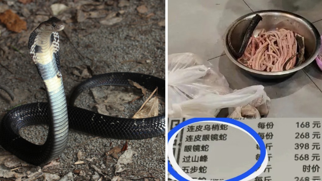 一間上海餐廳賣蛇肉等蛇類製品,涉金額達7.5萬元。(圖片:微博/香港漁農自然護理署)