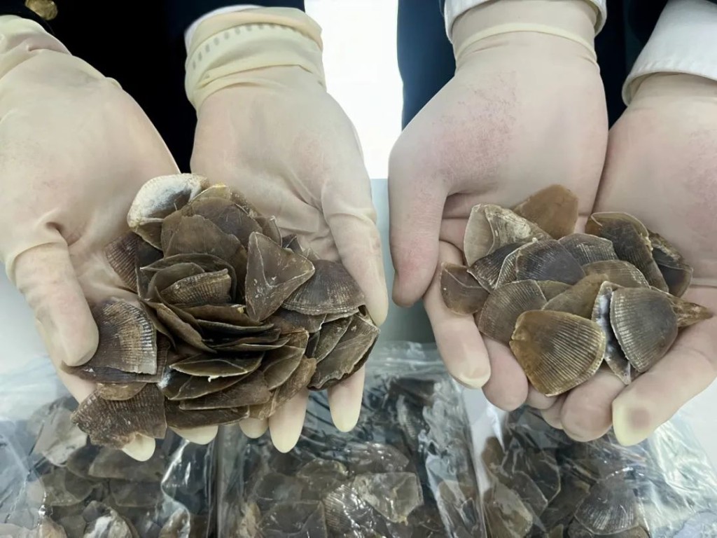 昆明海關查獲穿山甲鱗片。中國海關總署微信公眾號 昆明海關查獲穿山甲鱗片。中國海關總署微信公眾號