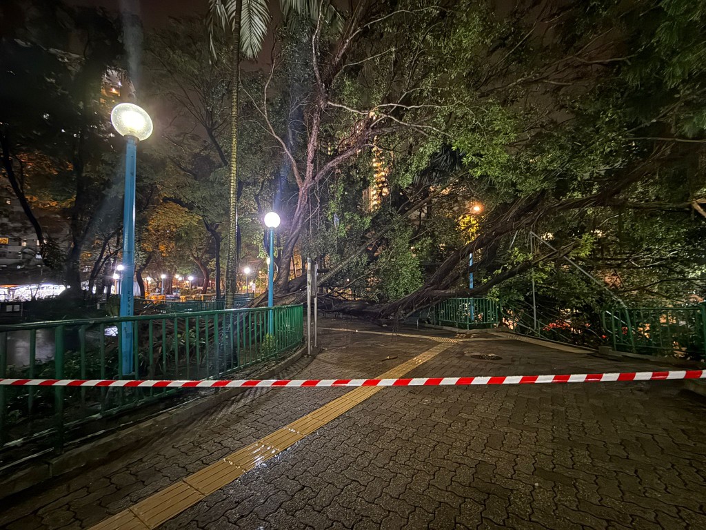 沙田博康邨有塌樹。 沙田博康邨有塌樹。