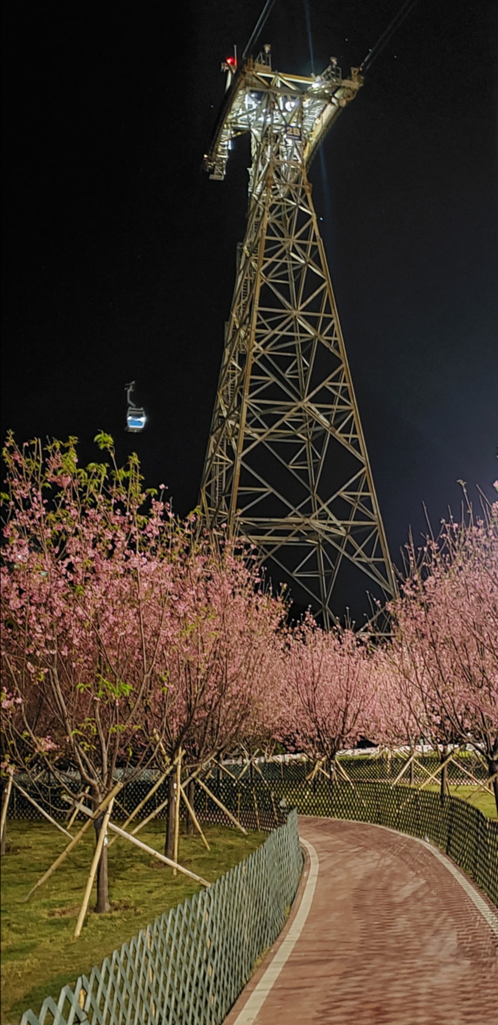 星空下、铁塔旁，赏夜樱。网民朱珠图片