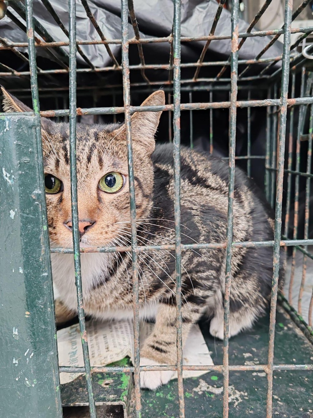踏入元旦，有一隻貓貓走入放在宏仁閣的捕貓籠。愛護動物協會提供