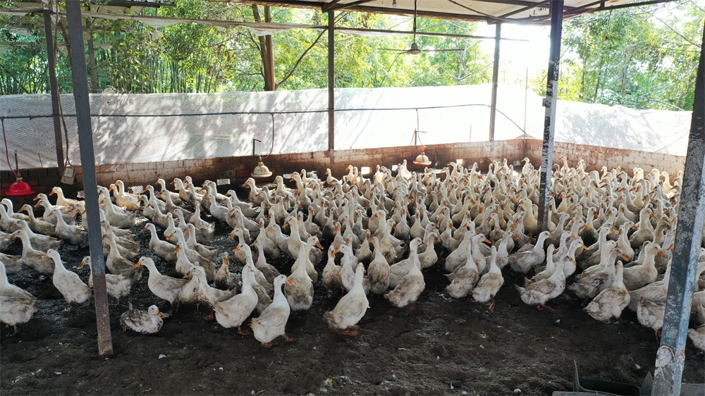 豬肉價格持續下跌，令養殖鴨鵝大減，羽絨材料價格大漲。天府融媒