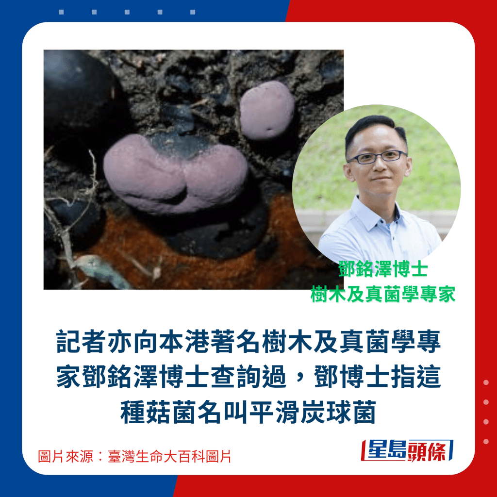 記者亦向本港著名樹木及真菌學專家鄧銘澤博士查詢過，鄧博士指這種菇菌名叫平滑炭球菌