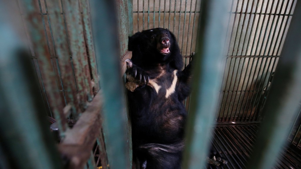 2018年从越南太原省一个熊胆养殖场救出的亚洲黑熊。 路透社