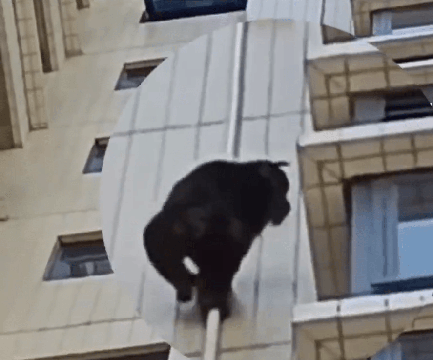 「黑猩猩」很快爬上約5樓的位置。