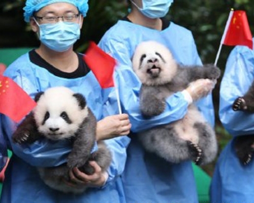 2019新生大熊貓齊亮相。(網圖)