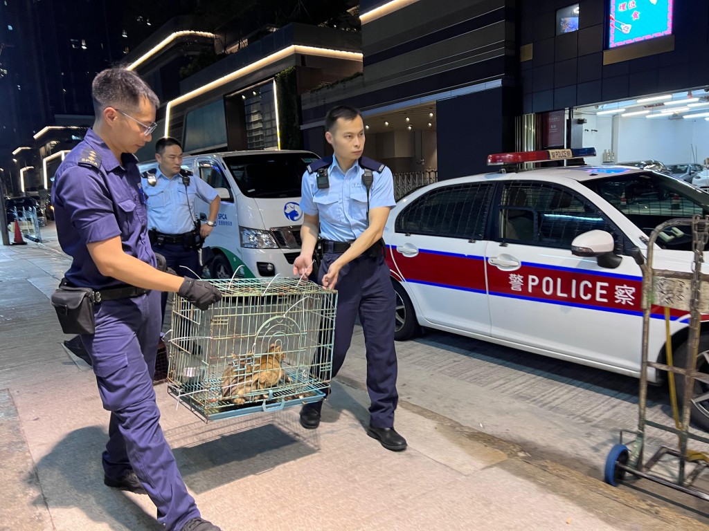警方於深水埗一個單位內拘捕懷疑涉案貓主,愛協人員亦帶走數隻本地成年貓作詳細檢查。愛協提供圖片 警方於深水埗一個單位內拘捕懷疑涉案貓主,愛協人員亦帶走數隻本地成年貓作詳細檢查。愛協提供圖片