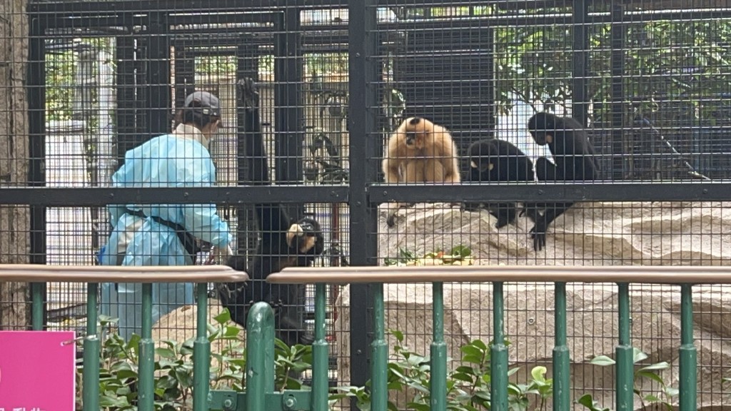 有職員餵飼猴子時，亦需穿上保護衣。資料圖片