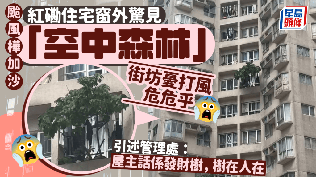 颱風樺加沙｜紅磡住宅窗外驚見空中森林 街坊憂打風危危乎 引述管理處：屋主話發財樹樹在人在
