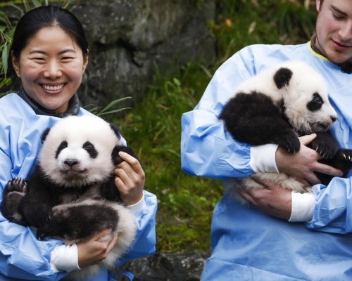 大熊貓雙胞胎「寶弟」（左）和「寶妹」（右）。AP