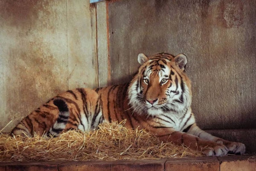 動物園表示不會將咬死人的東北虎Altai進行人道毀滅。 動物園表示不會將咬死人的東北虎Altai進行人道毀滅。