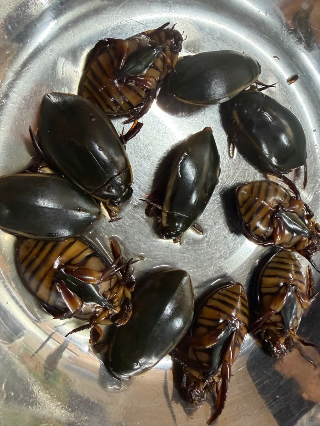 龍蝨（又稱水曱甴）屬廣東著名特色傳統昆蟲美食，被譽為「水中人蔘」。廣州廣播電視台