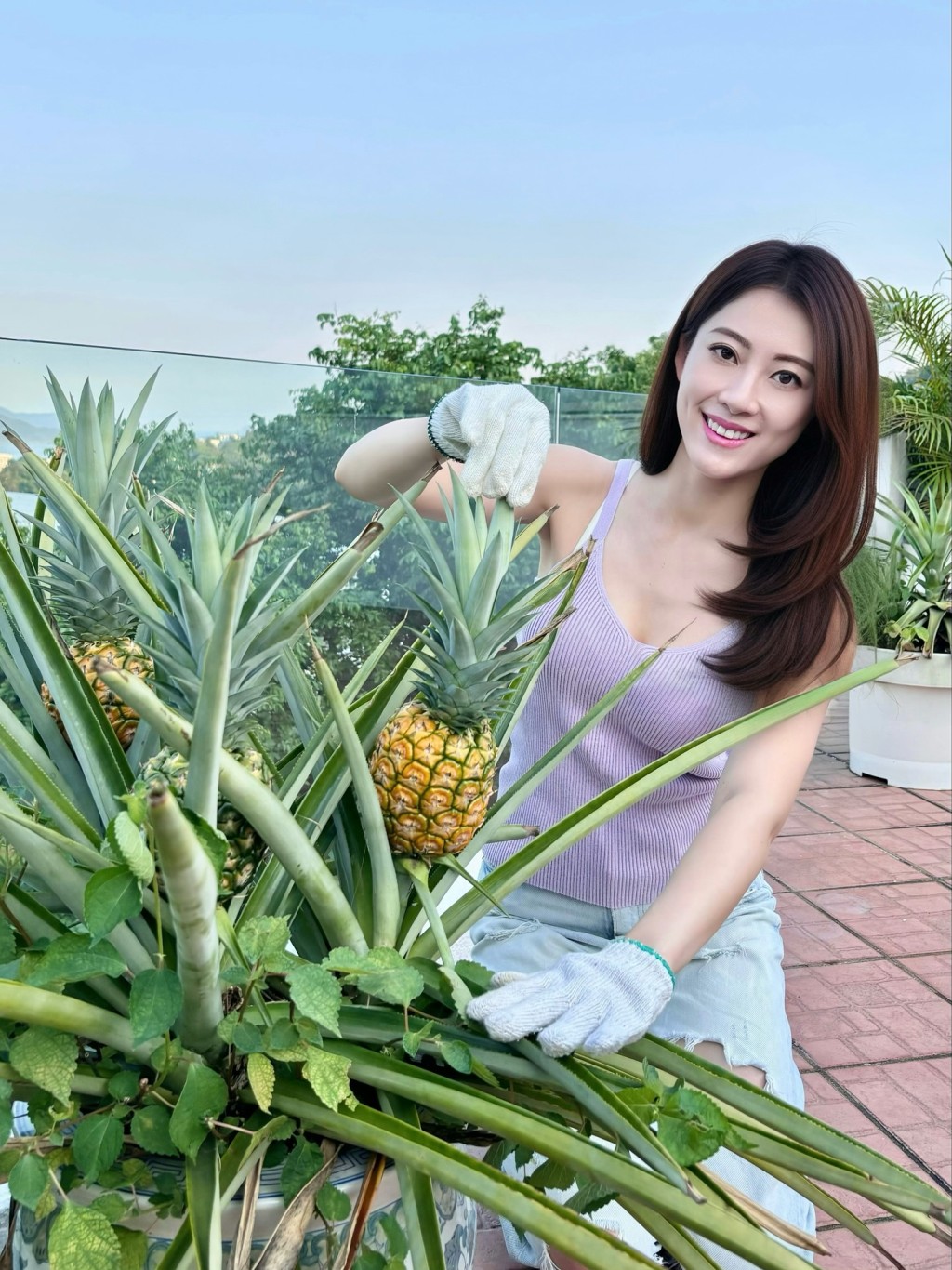 謝芷倫戴上厚手套摘菠蘿。 謝芷倫戴上厚手套摘菠蘿。
