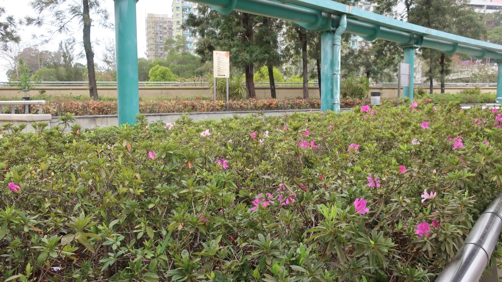 荔枝角公園杜鵑花開（六）。康民署「賞花情報」截圖