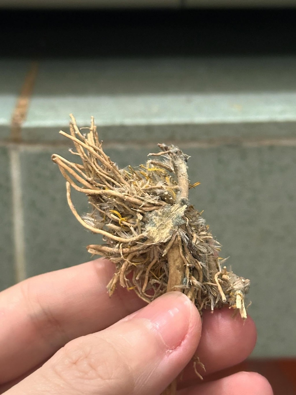 相中見到疑似發霉的中草藥,部分地方長出綠色黴菌。 相中見到疑似發霉的中草藥,部分地方長出綠色黴菌。