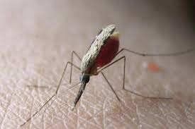 日本腦炎病媒蚊之一的尖音庫蚊。網上圖片
