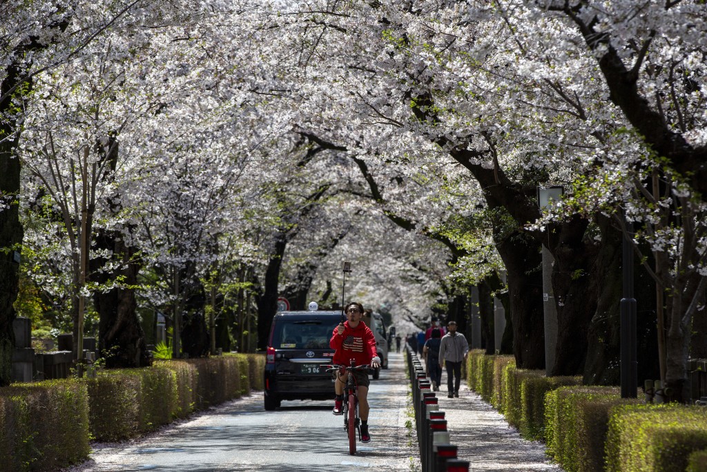 日本各地今年樱花日因受冷空气影响将延后。 美联社