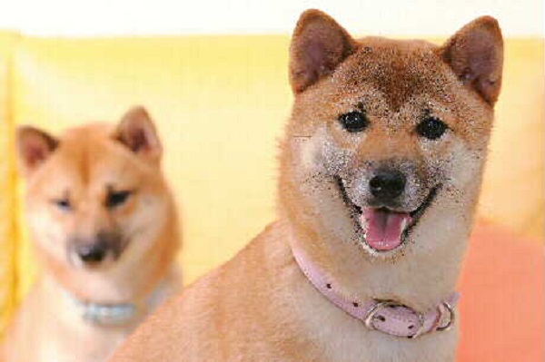 柴犬。資料圖片