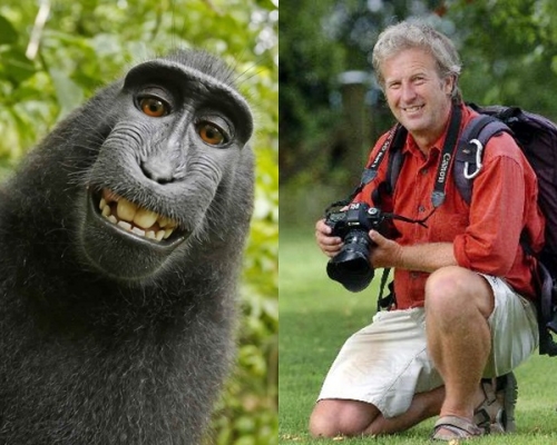 英国摄影师斯莱特，同意将未来照片收益25%，捐给印尼保护黑冠猕猴的慈善机构。