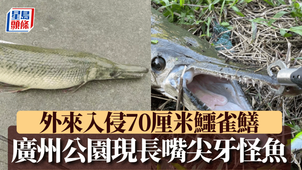 廣州水池驚現70cm兇猛怪魚，揭真身為劇毒鱷雀鱔。