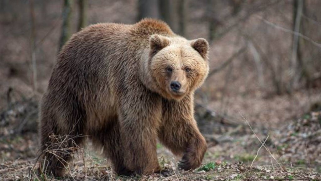 日本這個國家已完蛋｜周顯