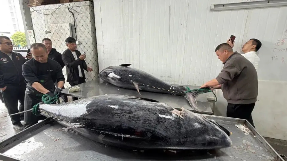 浙江渔民捕获巨型蓝鳍吞拿鱼。 浙江渔民捕获巨型蓝鳍吞拿鱼。