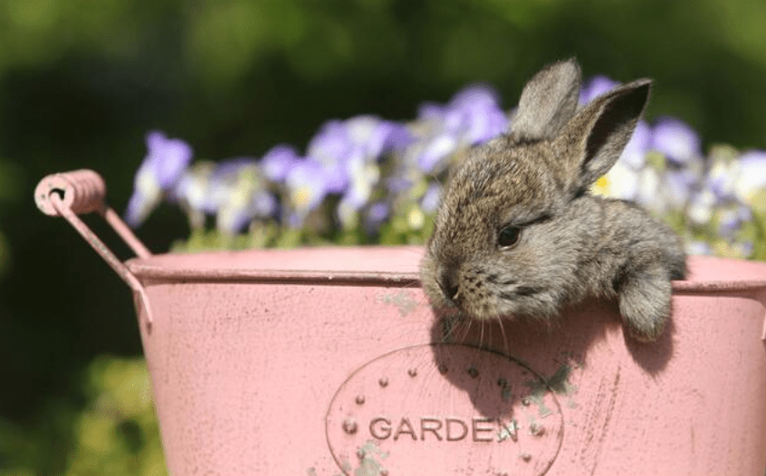 該動物園列明,歡迎活雞、兔子與豚鼠的捐贈,並表示這些動物將由訓練有素的員工「溫和安樂死」後用作飼料。Alamy 該動物園列明,歡迎活雞、兔子與豚鼠的捐贈,並表示這些動物將由訓練有素的員工「溫和安樂死」後用作飼料。Alamy