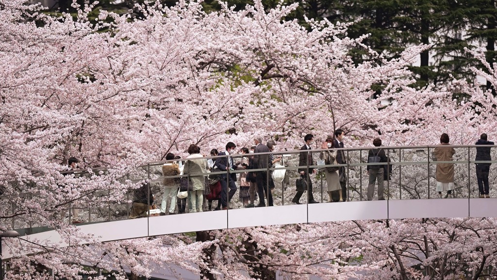 2022情东京六本木区的樱花。 美联社