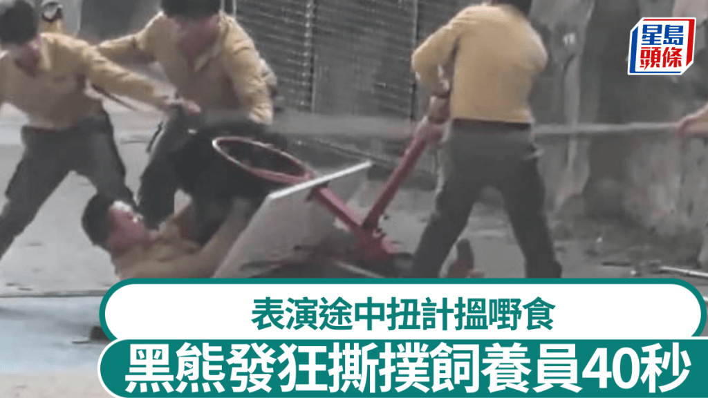 杭州有動物園的黑熊表演途中發狂，攻擊飼養員。微博