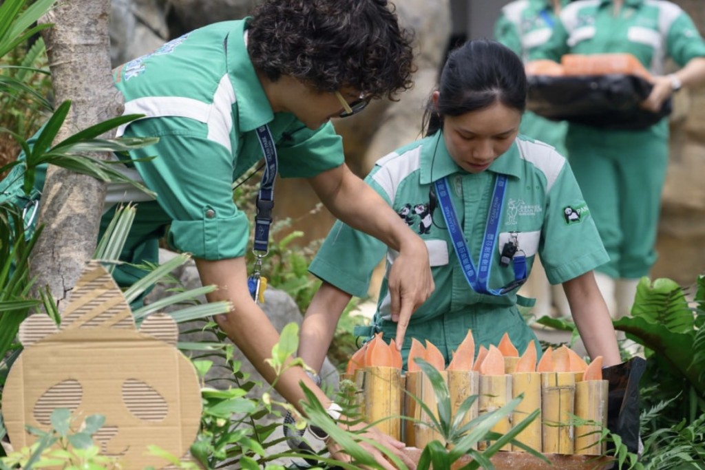 海洋公園早前曾為牠慶祝生日，送上色彩鮮艷的冰蛋糕。海洋公園圖片