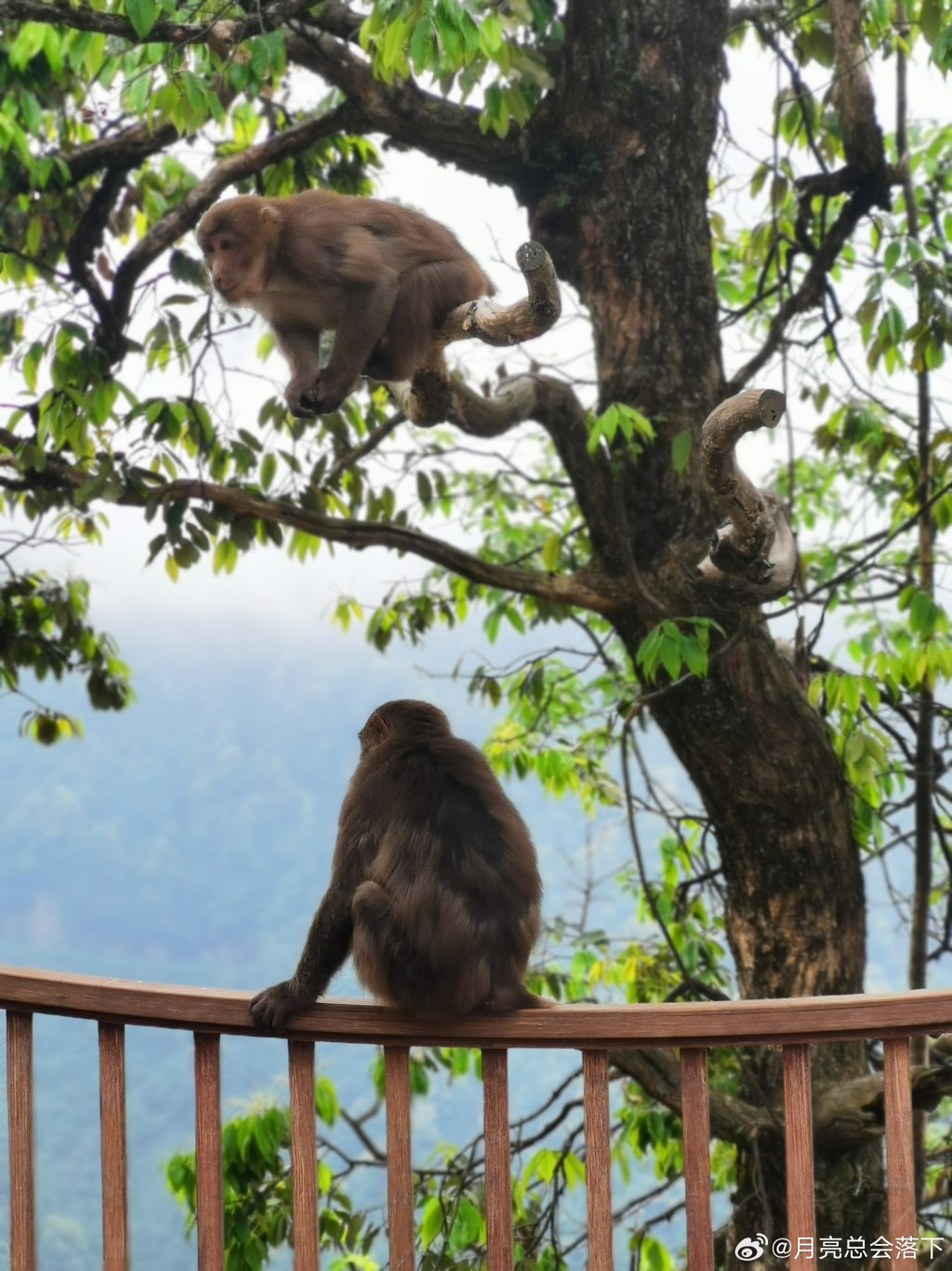 瓦屋山景區表示管理猴群是一大難題。（微博）