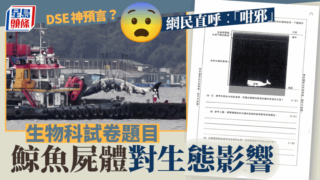 今屆文憑試生物科試卷問到鯨魚屍體對生態影響，有網民形容「貼中」日前鯨魚在港出沒及死亡事件。資料圖片