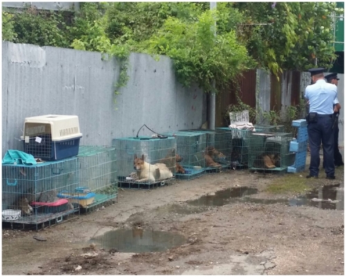 15隻貓及8隻狗仍然生存。