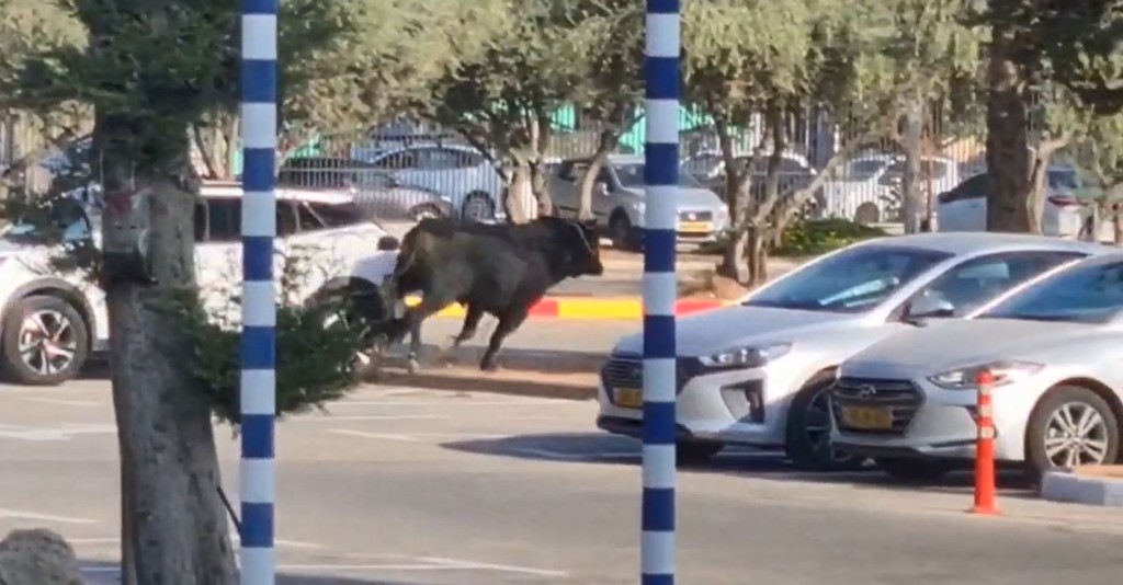 公牛发狂在停车场狂奔。Twitter