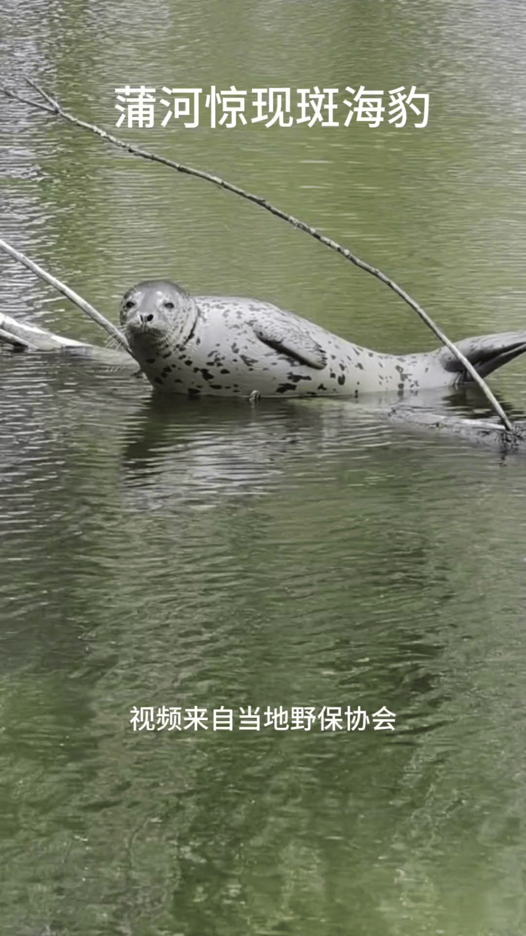 小斑海豹误入沈阳鱼塘。 抖音