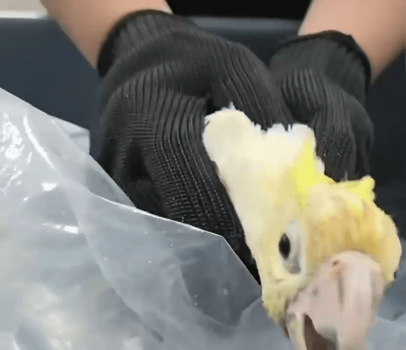 深圳湾男客棉手套内竟藏活体葵花凤头鹦鹉。 海关发布