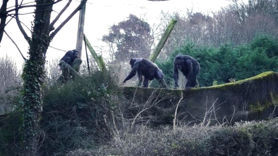 動物園黑猩猩用樹枝造梯翻牆逃跑。網上圖片
