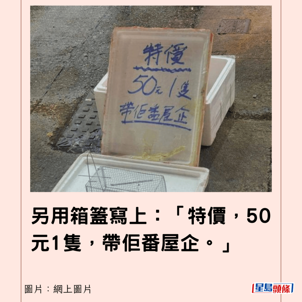 另用箱篕寫上：「特價，50元1隻，帶佢番屋企。」