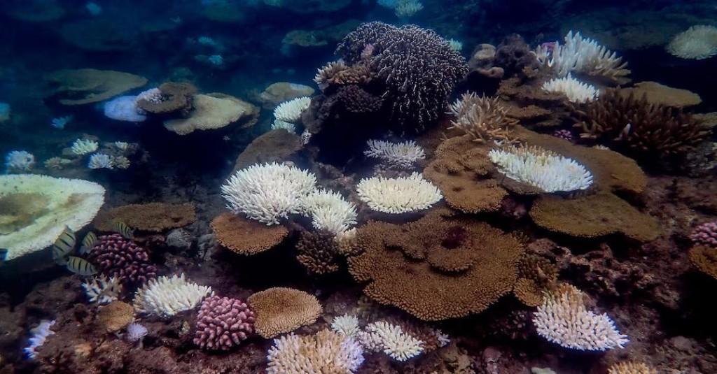 美國國家海洋暨大氣總署指暖化使全球珊瑚礁出現第4次大規模白化。 路透社