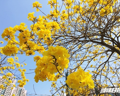南昌公園約10棵黃花風鈴木已悄悄開花。鮑錦瑤攝