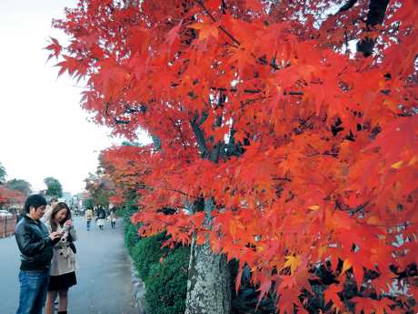 秋日来到天龙寺寺外，同样可赏到迷人红叶景致。
