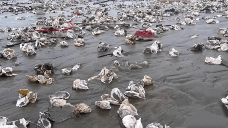 台风「泰利」登陆前，深圳有海滩涌现大量生蚝、青口等海鲜。
