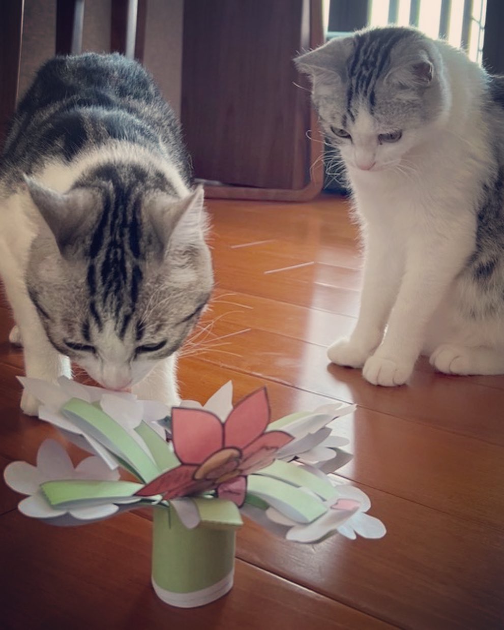仲有紙造花，貓咪同樣有興趣。