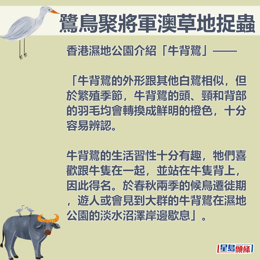 香港湿地公园介绍「牛背鹭」。