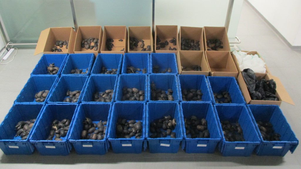 私家車內7膠袋驚藏近千活龜 港珠澳大橋出境司機乘客被拘控