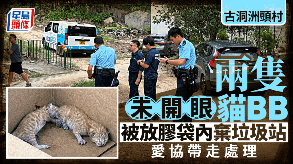上水古洞兩初生貓被棄置垃圾站  愛協帶走處理