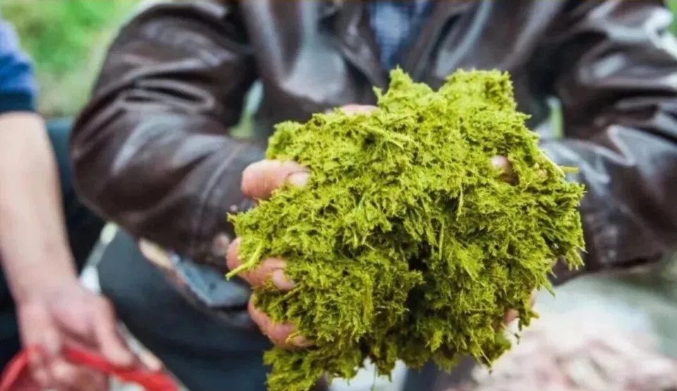 牛癟，是牛胃和小腸裡尚未完全消化的草料內容物。