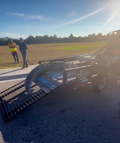 鱷魚最終被帶離現場。Facebook